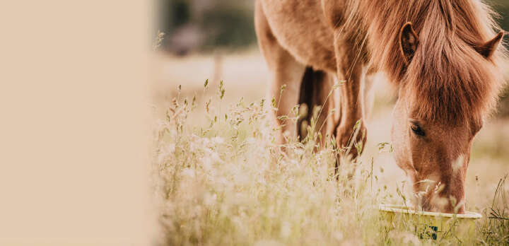 natures best immunsystem img banner